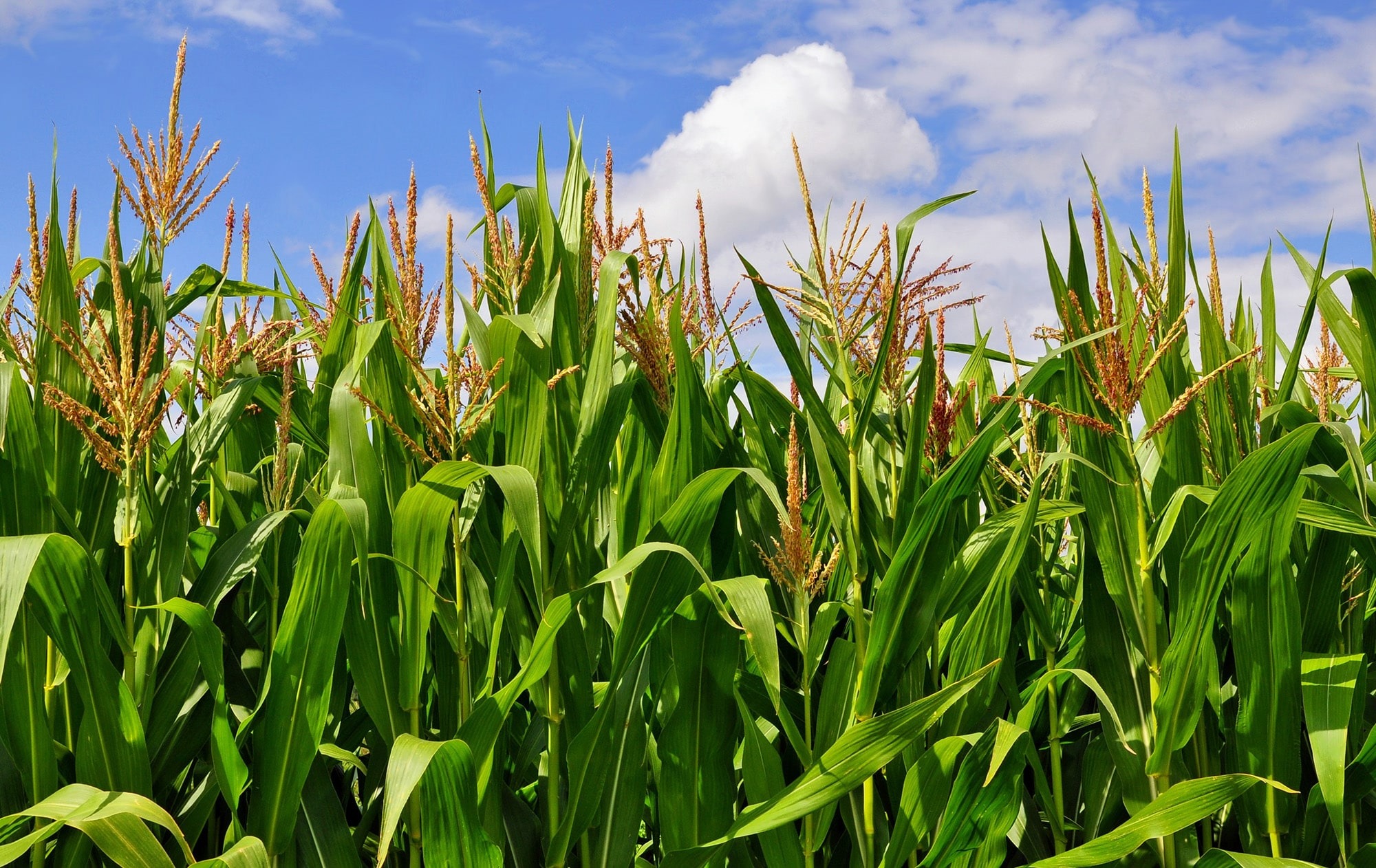 ProGRANO | Proveedores de maíz blanco en México imgi 32 home5